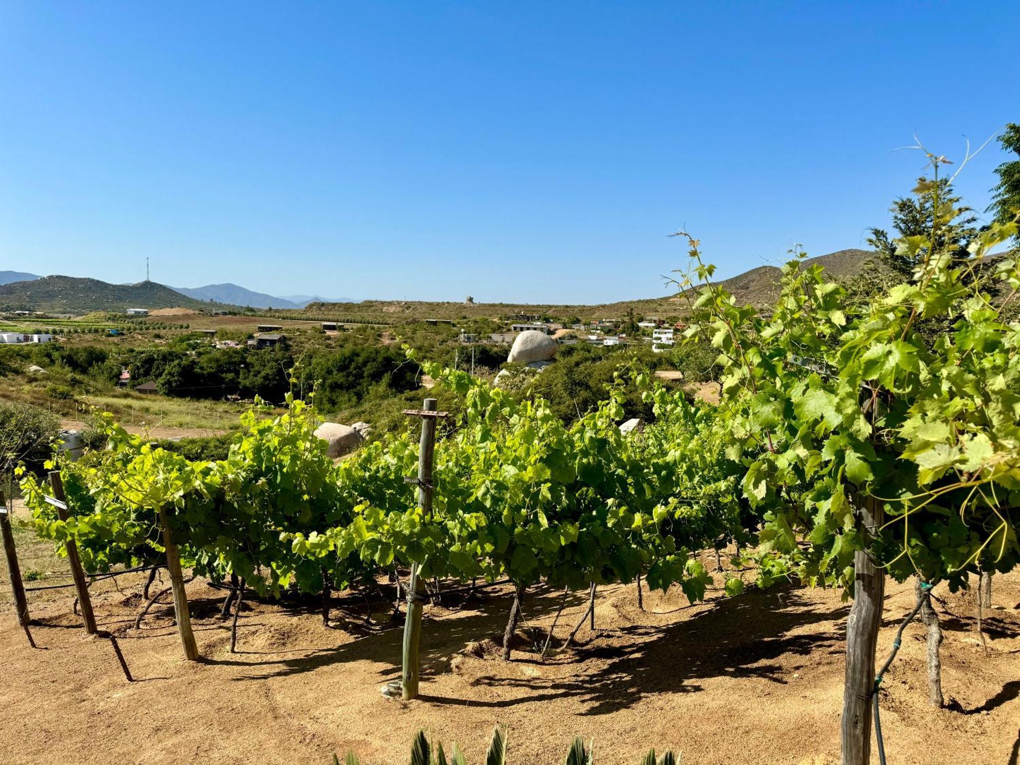 Cabanas Colibri Valle de Guadalupe Ngoại thất bức ảnh