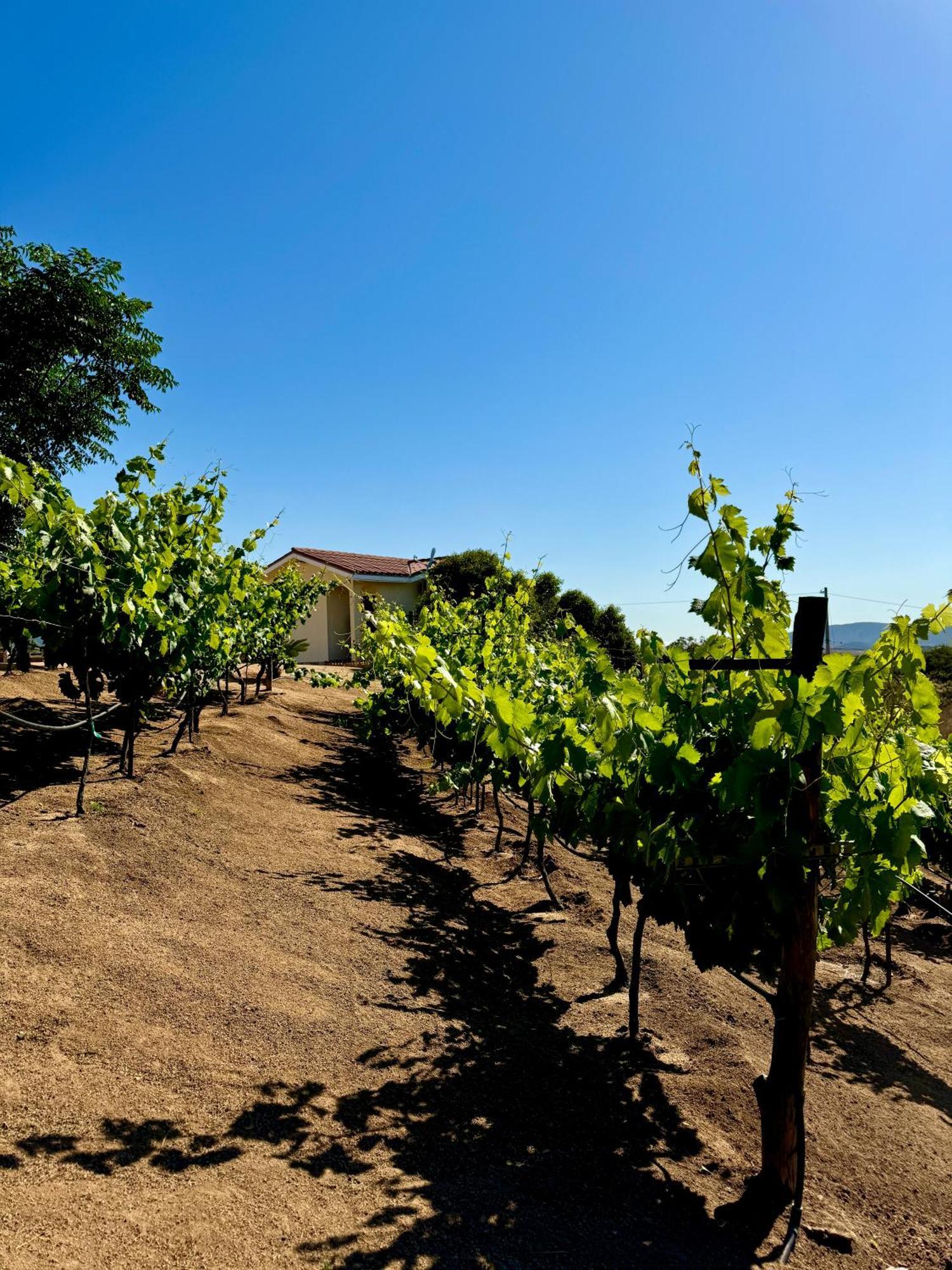 Cabanas Colibri Valle de Guadalupe Ngoại thất bức ảnh